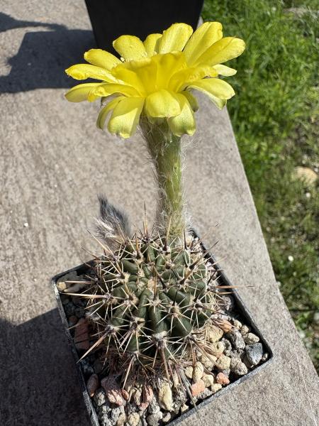 Echinopsis Hybr. gelb
